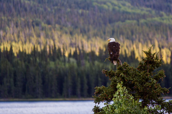 Alaska Interior - Alcan and other Alaska Highways