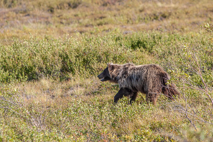 Denali National Park and State Park