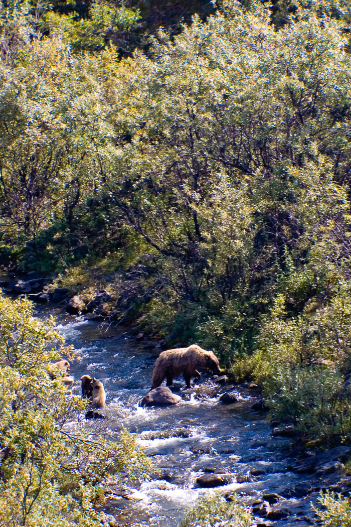 Denali National Park and State Park