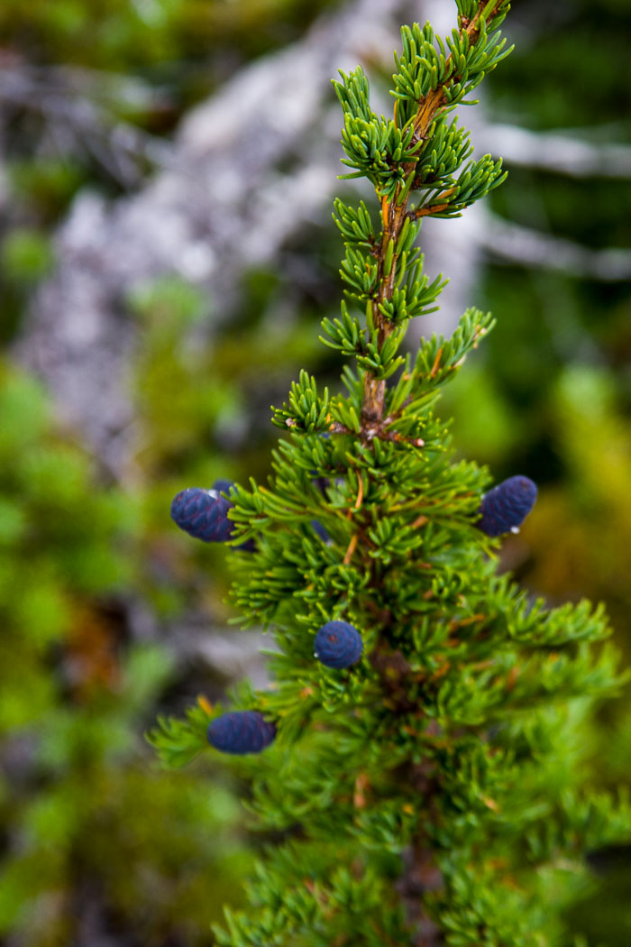Alaska-Canada Highway