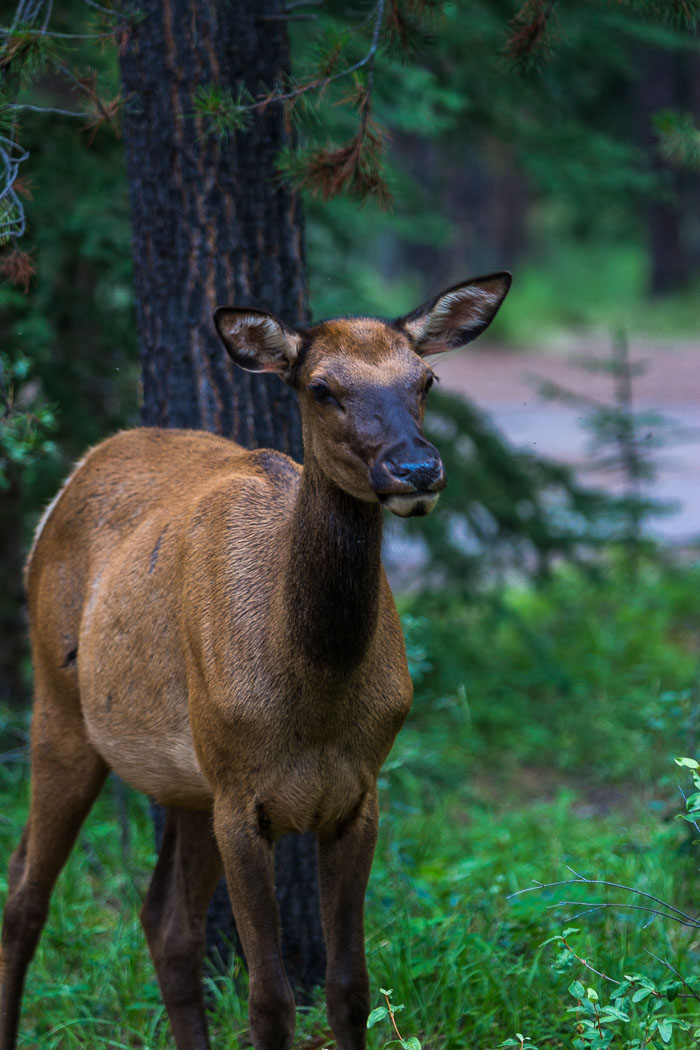 Jasper National Park