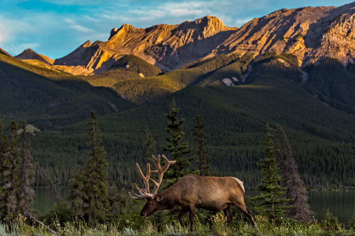 Jasper National Park