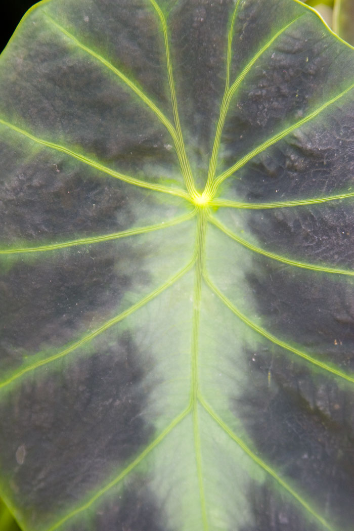 Washington DC - Monuments, Museums and Gardens