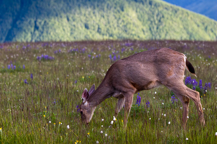 Olympic National Park