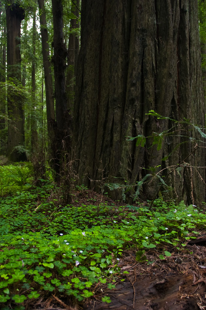 Redwoods National and State Parks