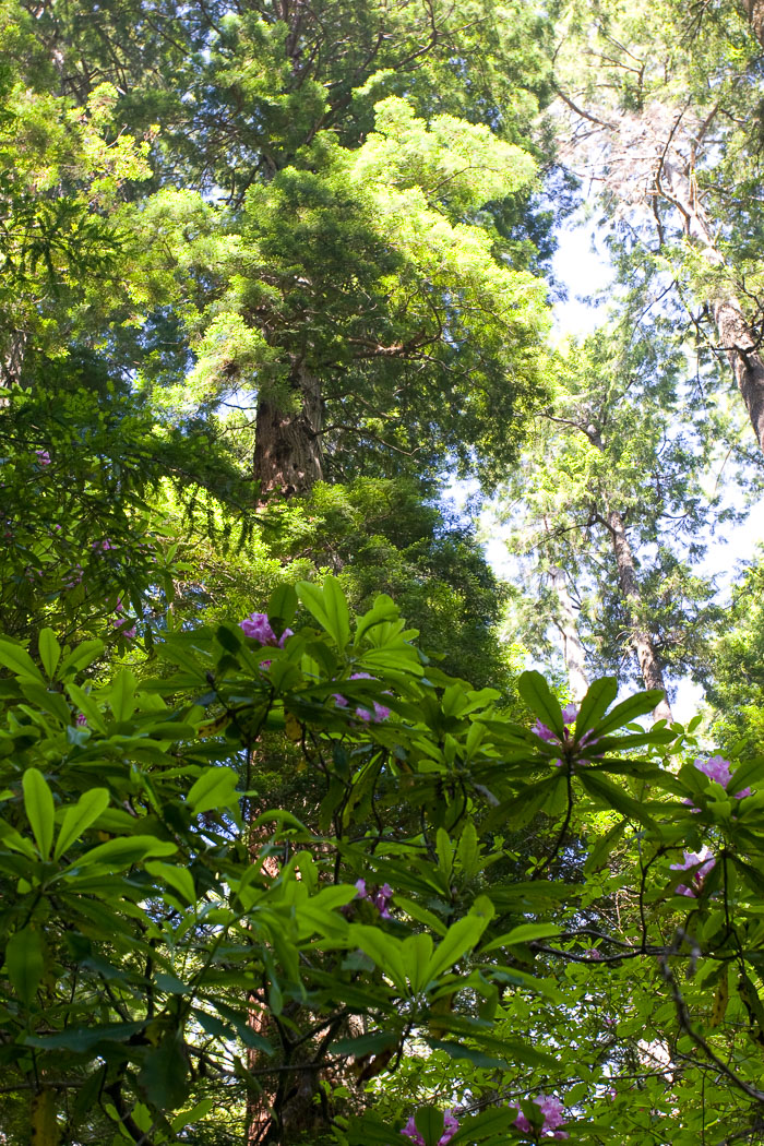 Redwoods National and State Parks