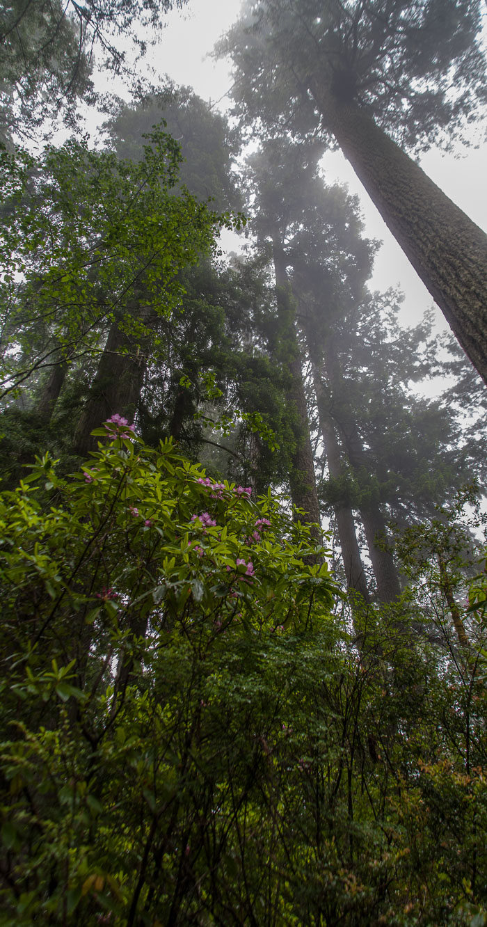 Redwoods National and State Parks