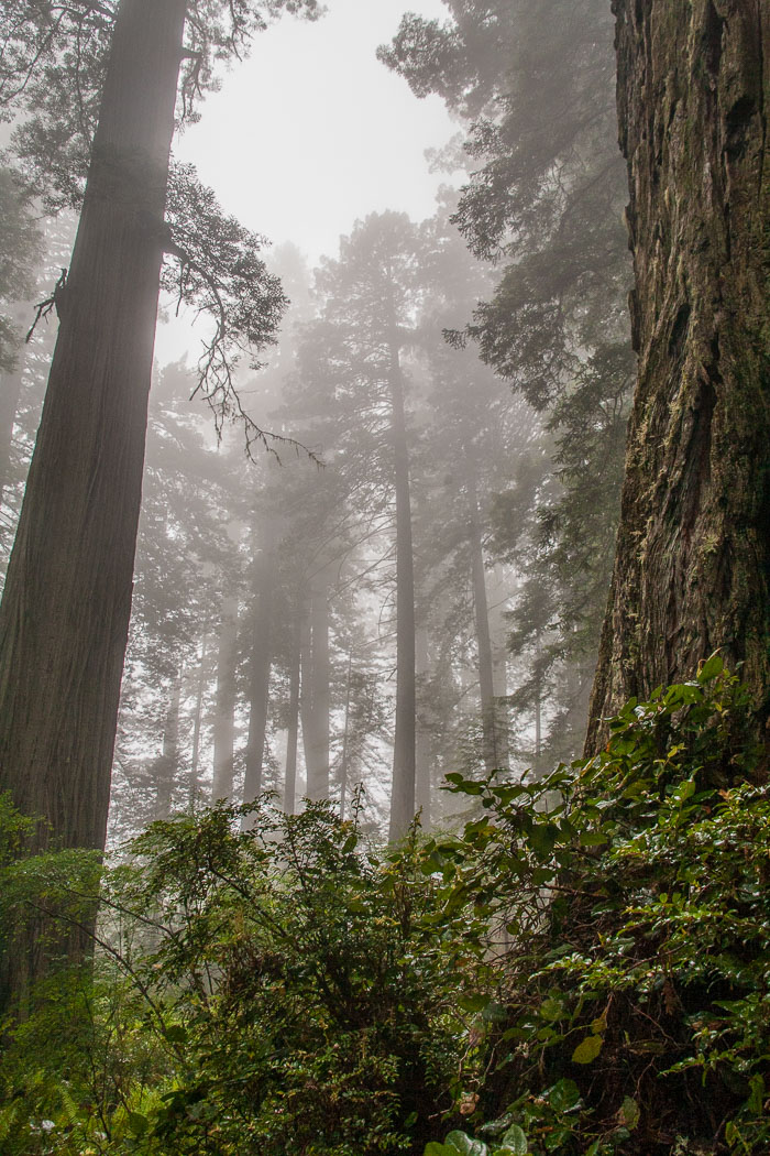Redwoods National and State Parks