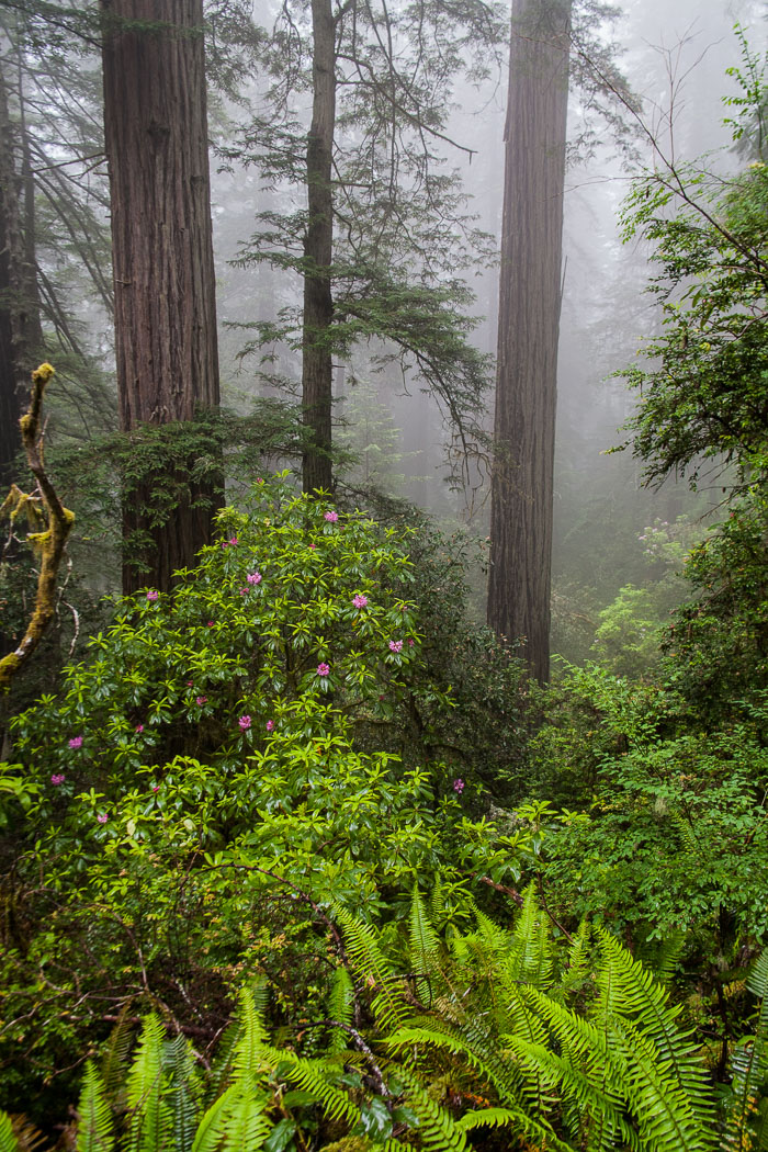 Redwoods National and State Parks