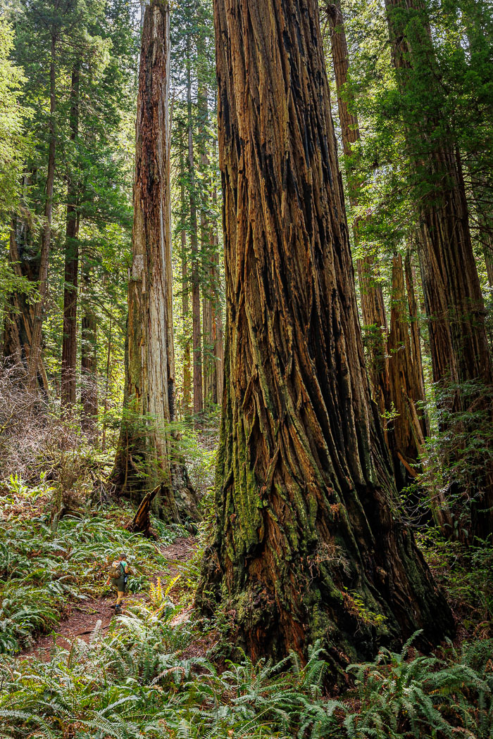 Redwoods National and State Parks
