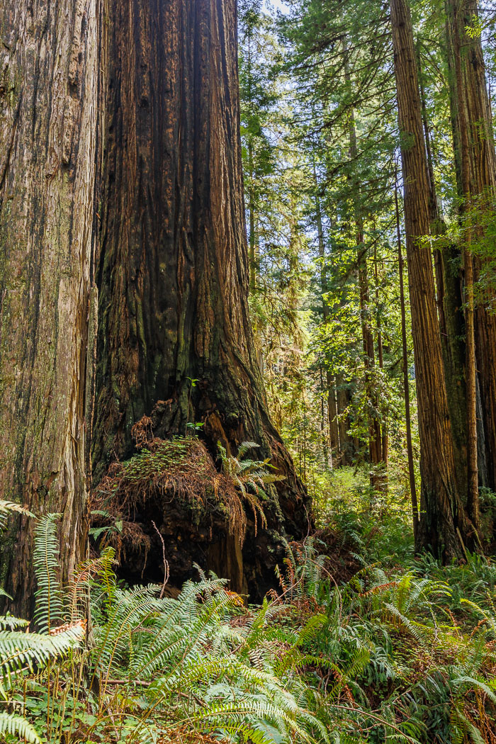 Redwoods National and State Parks