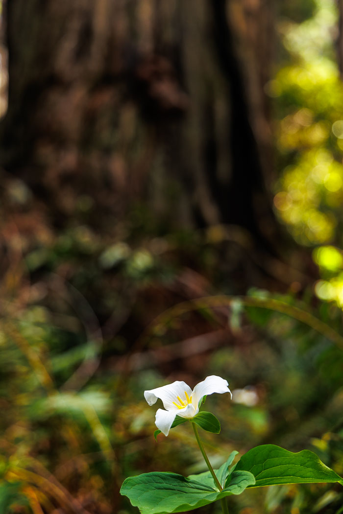 Redwoods National and State Parks