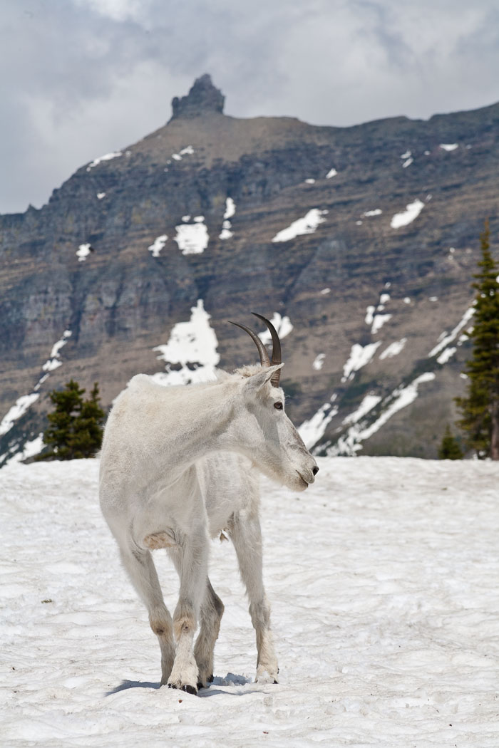 Going To The Sun Rd and Logan Pass