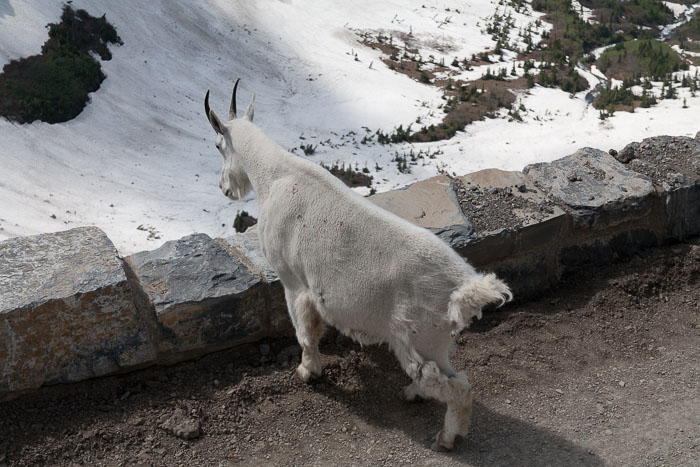 Going To The Sun Rd and Logan Pass