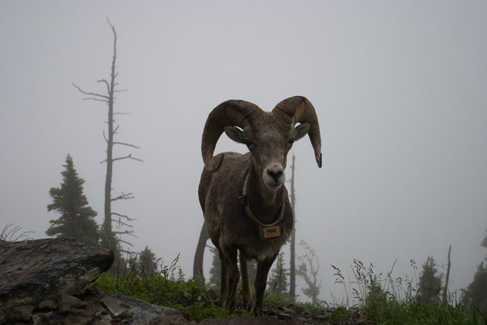 Going To The Sun Rd and Logan Pass
