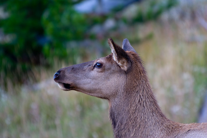 Yellowstone - Charismatic Megafauna
