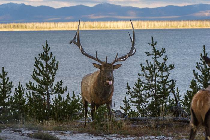 Yellowstone - Charismatic Megafauna