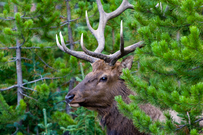 Yellowstone - Charismatic Megafauna