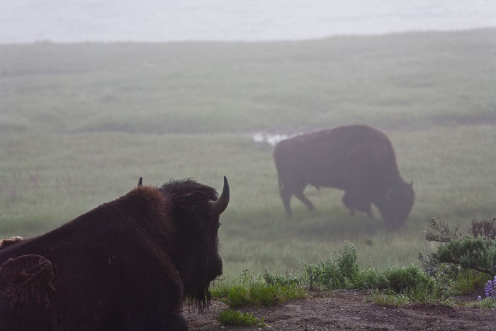 Yellowstone - Charismatic Megafauna