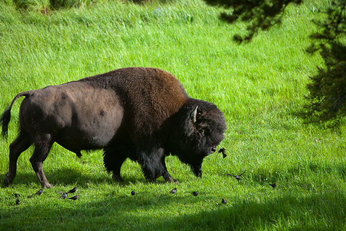 Yellowstone - Charismatic Megafauna
