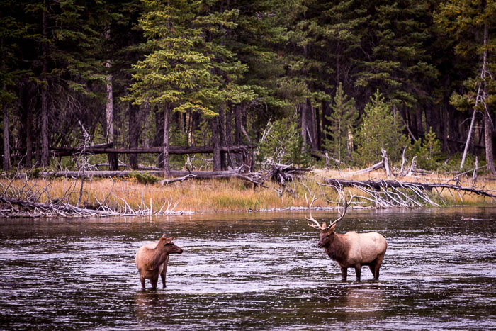 Yellowstone - Charismatic Megafauna