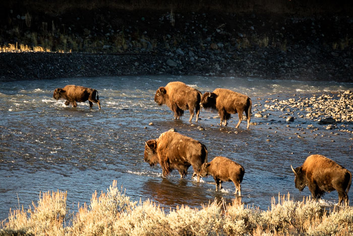 Yellowstone - Charismatic Megafauna