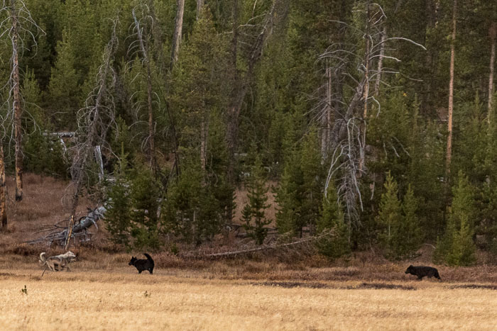 Yellowstone - Charismatic Megafauna Yellowstone - Charismatic Megafauna