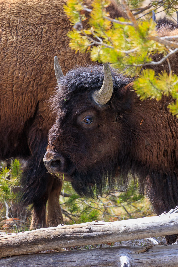 Yellowstone - Charismatic Megafauna