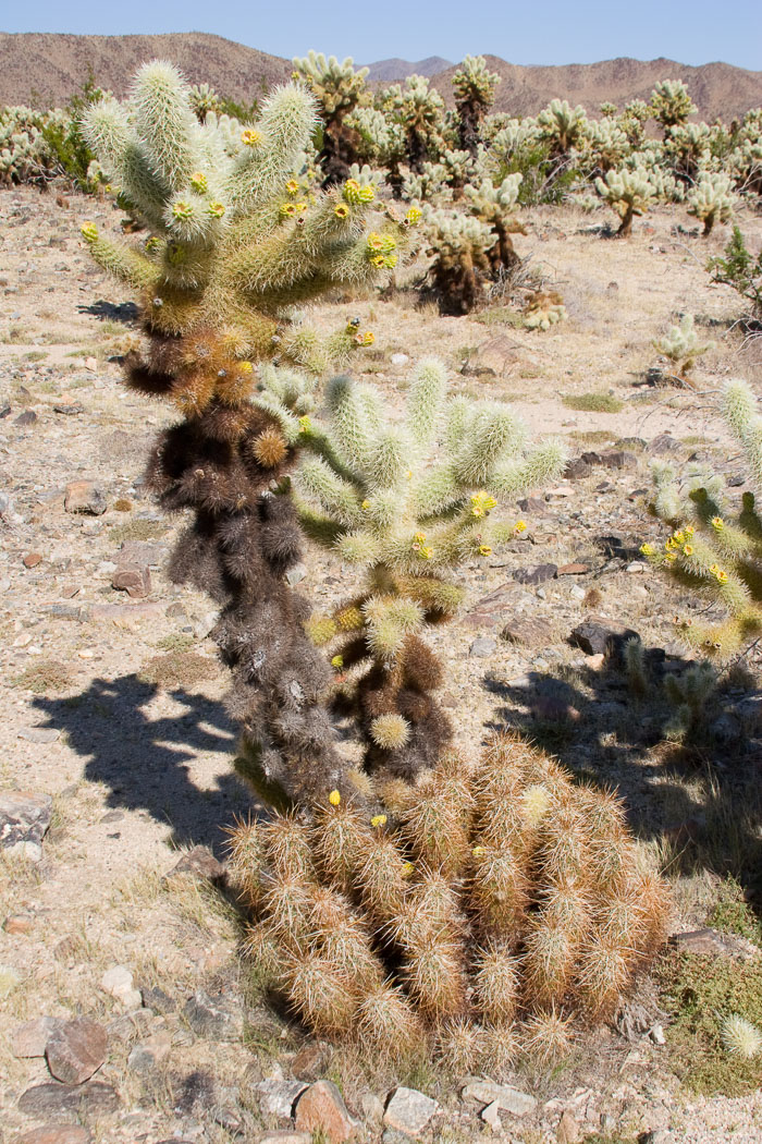 Joshua Tree National Park