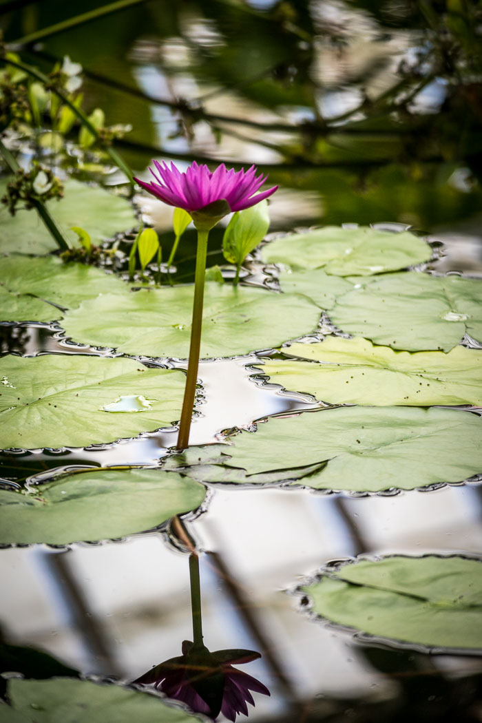 Conservatory of flowers