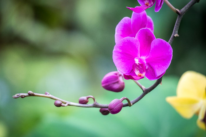 Conservatory of flowers