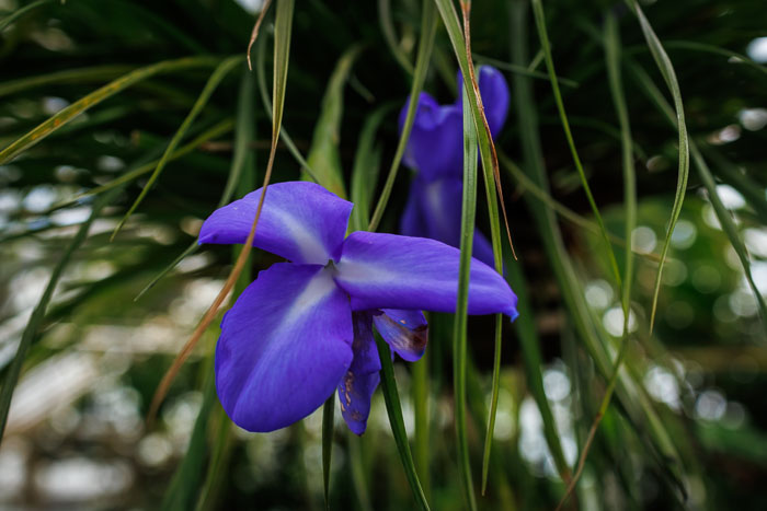 Conservatory of flowers