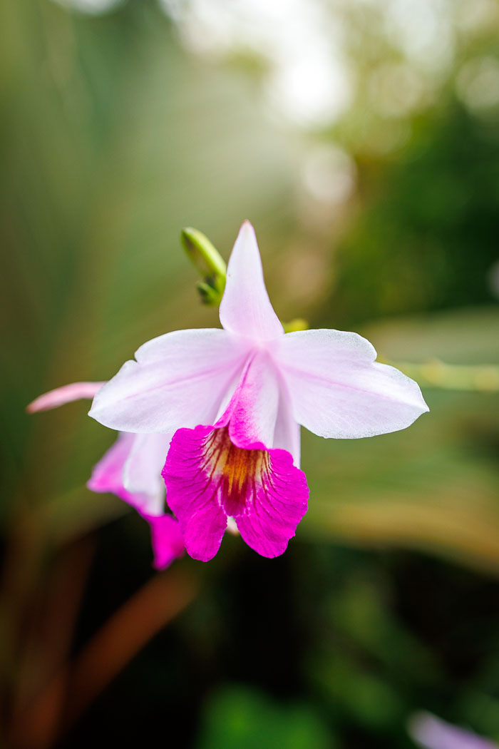 Conservatory of flowers