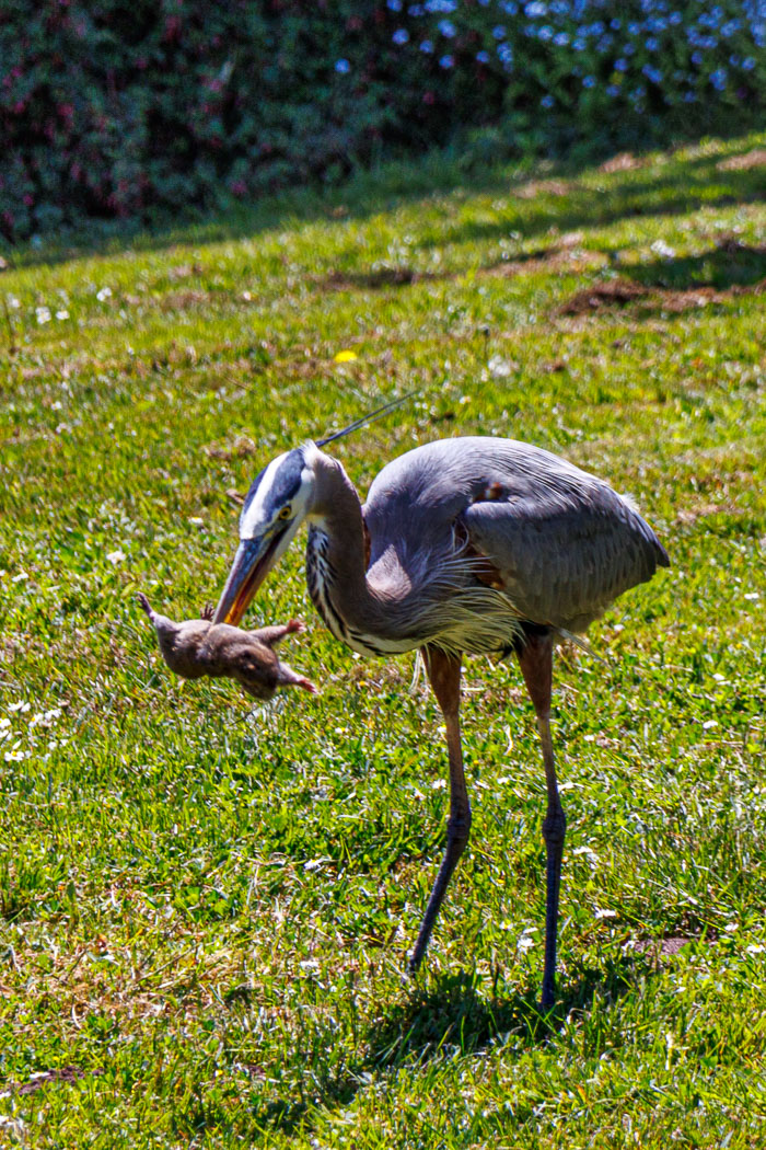 Golden Gate Park Golden Gate Park