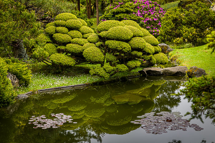 Japanese Tea Garden - Golden Gate Park