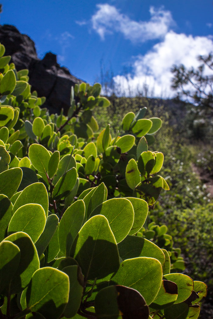 Black Butte Summit hike