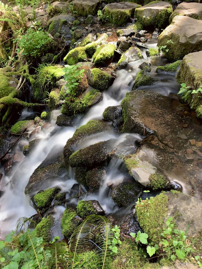 Estacada River Trail