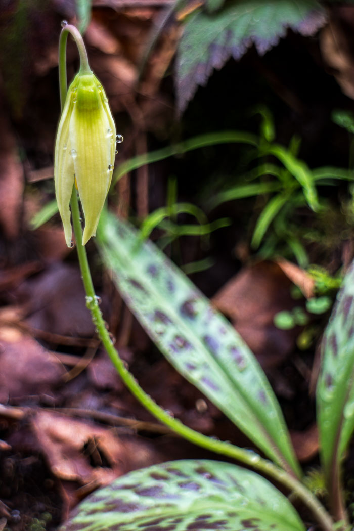 Silver Falls State Park