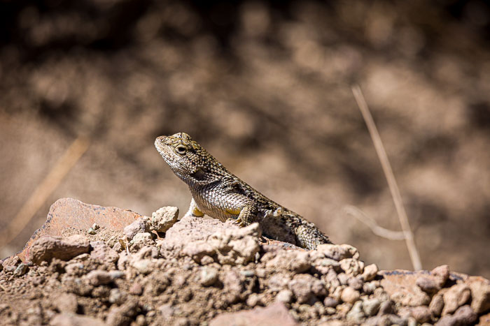 Smith Rock State Park