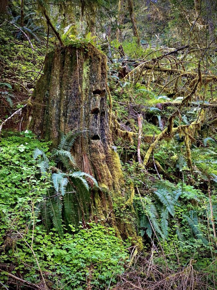 Gales Creek - Step Creek