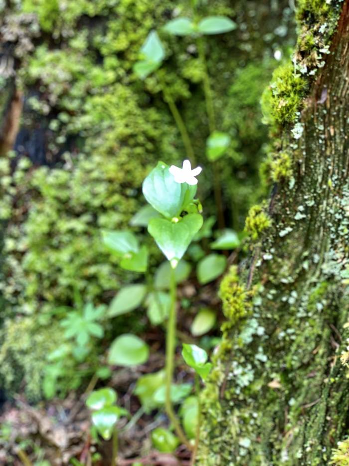 Gales Creek - Step Creek