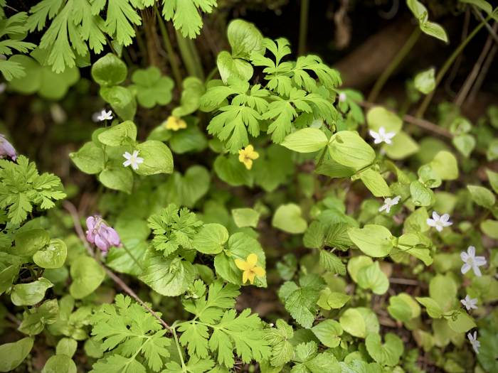 Gales Creek - Step Creek