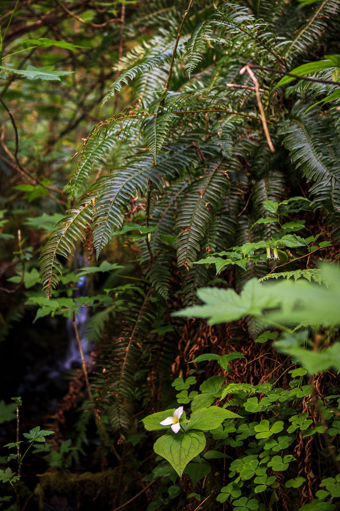 Cape Perpetua