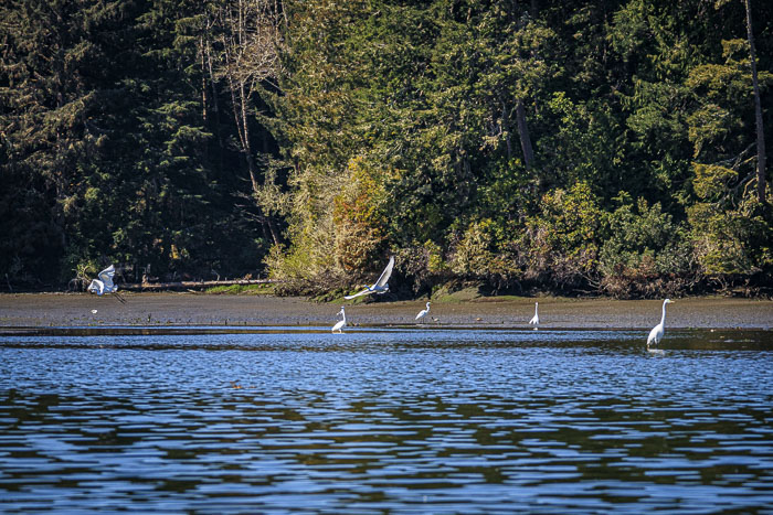 Coos Bay Area Sloughs