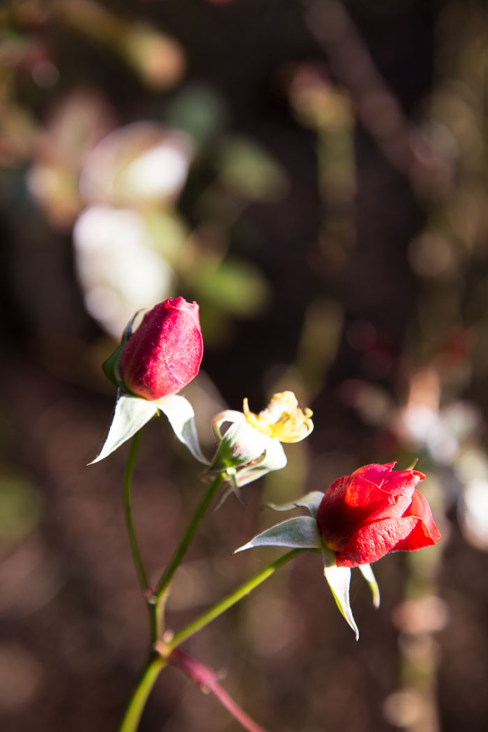 Shore Acres and Sunset Bay State Park