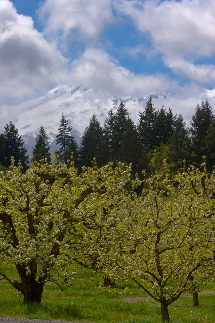 Hood River Valley Blossoms