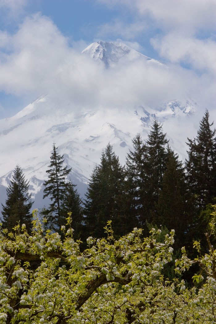 Hood River Valley Blossoms