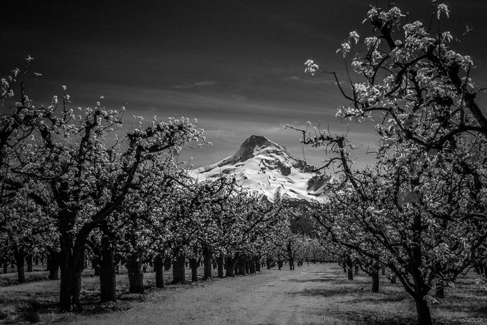 Hood River Valley Blossoms