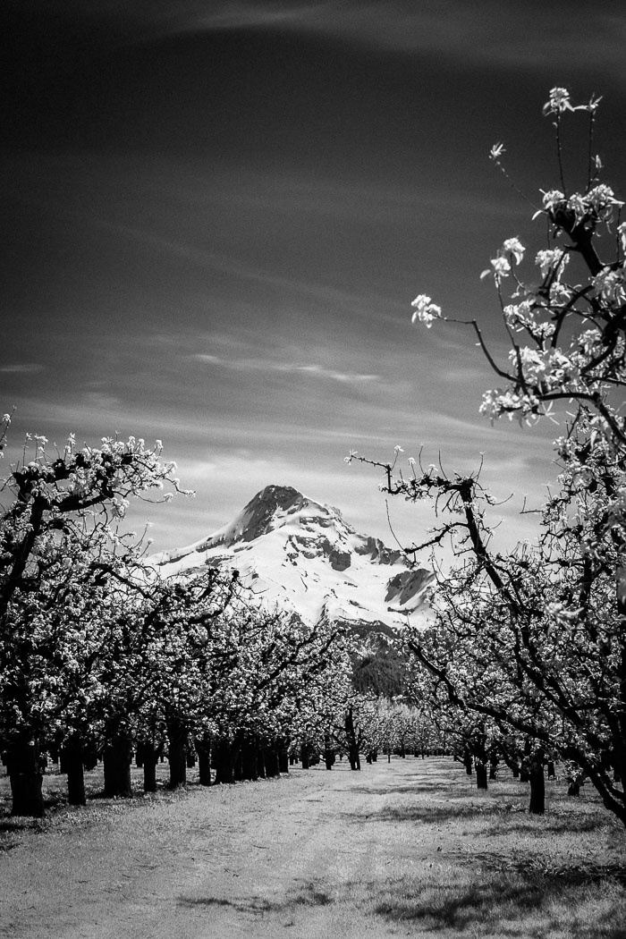 Hood River Valley Blossoms