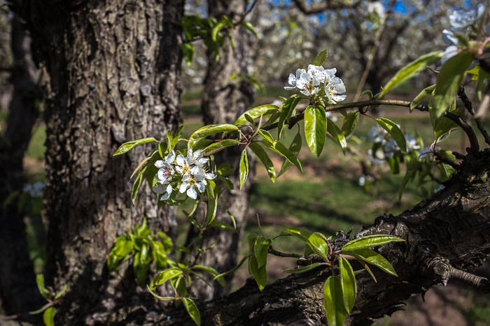 Hood River Valley Blossoms